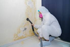 Why You Should Choose Our Mold Remediation Services in Athens, TX